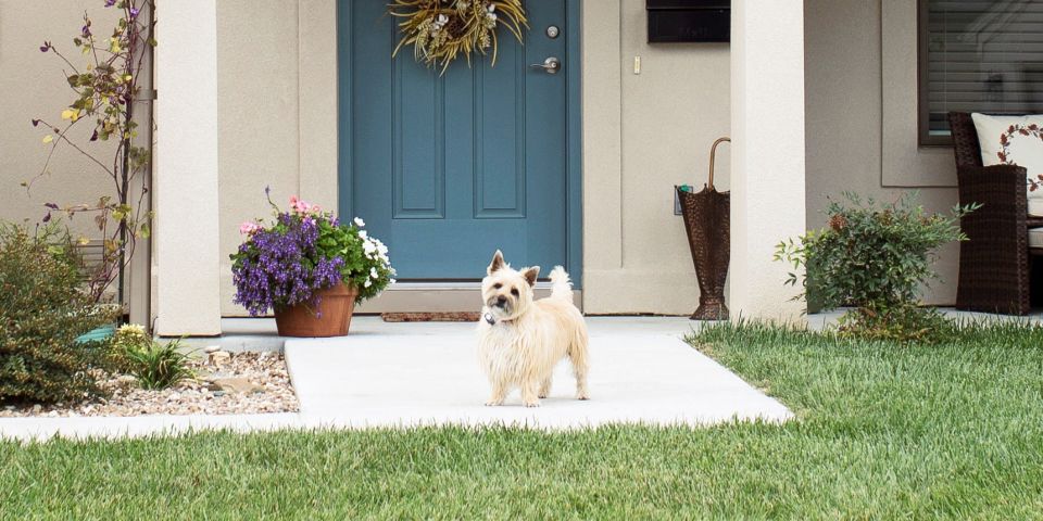 Front door with pet